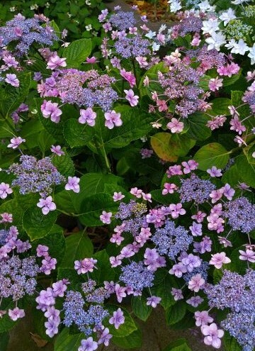 紫陽花1