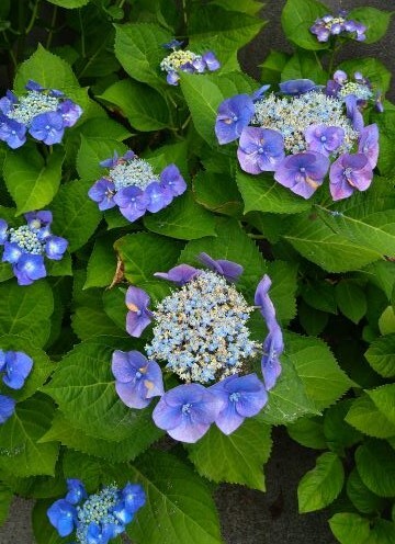 紫陽花2