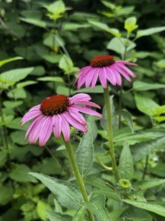 IMG_8447